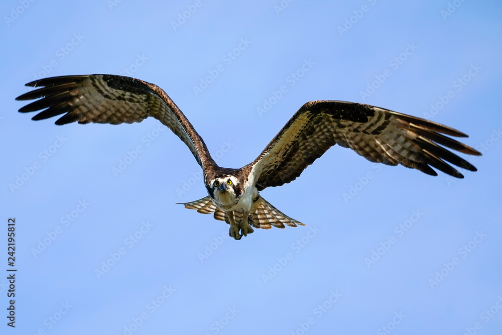 Obraz premium Osprey Flap