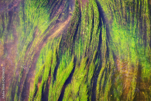 Green algae in river photo