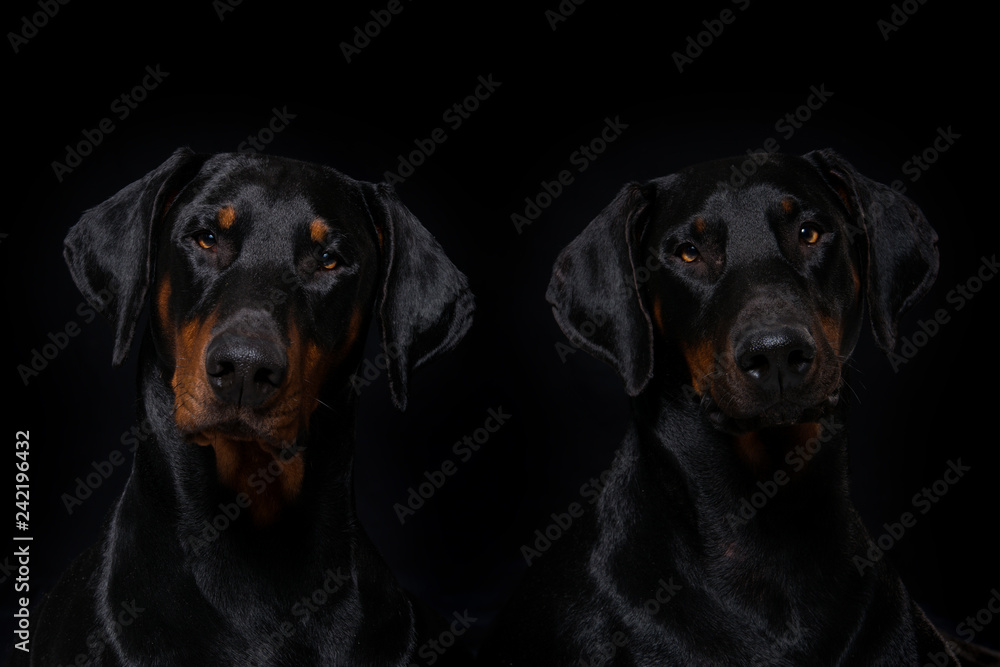 Two doberman dogs on black background
