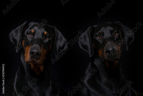 Two doberman dogs on black background