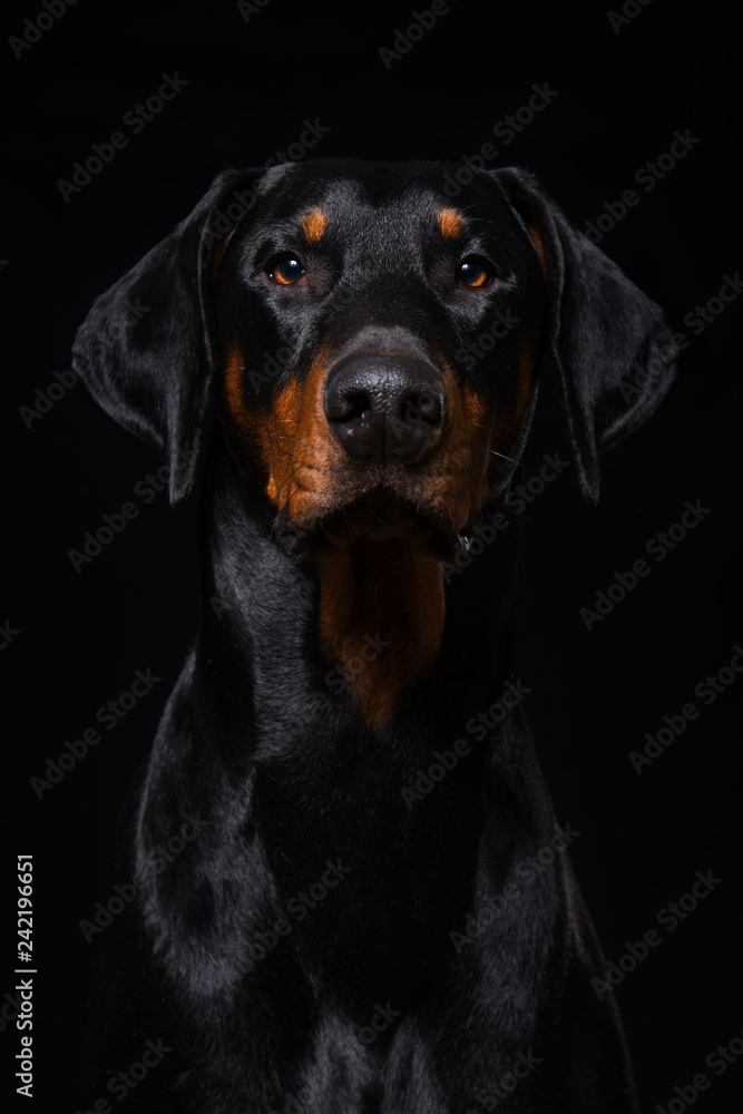 Adult doberman dog sitting on black background