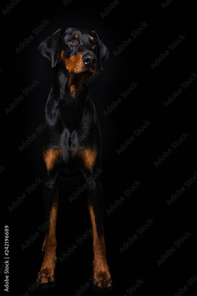 Adult doberman dog sitting on black background Adult doberman dog sitting on black background