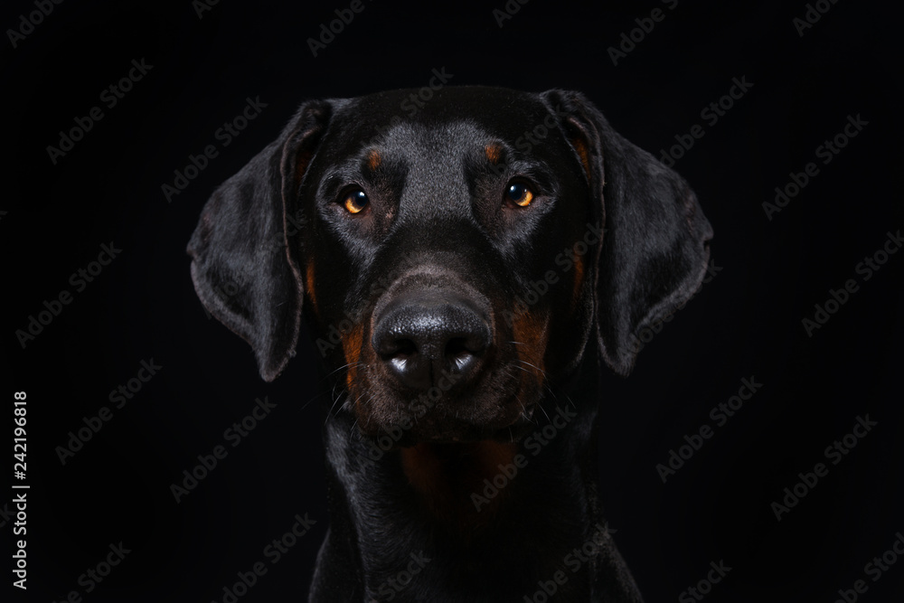 Adult doberman dog on black background Adult doberman dog on black background