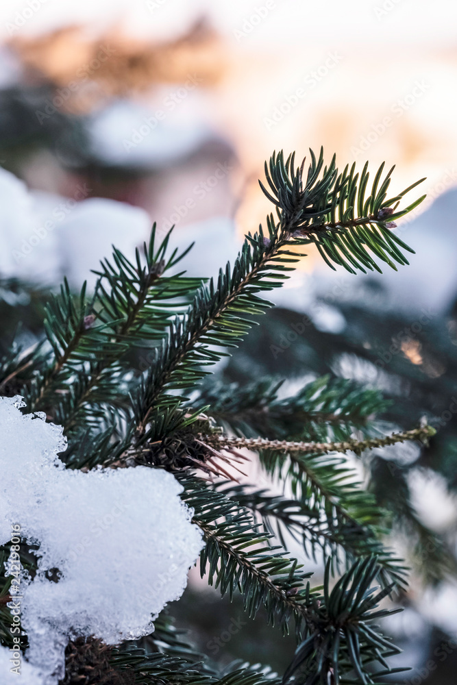 Spruce branch with ice and snow on the warm colors of the background in pastel colors Spruce branch with ice and snow on the warm colors of the background in pastel colors
