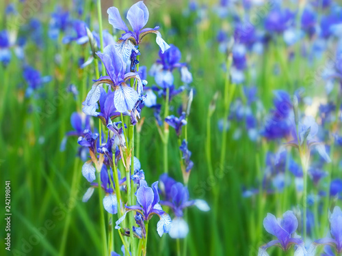 Bearded iris flowers  Iris germanica growing in garden