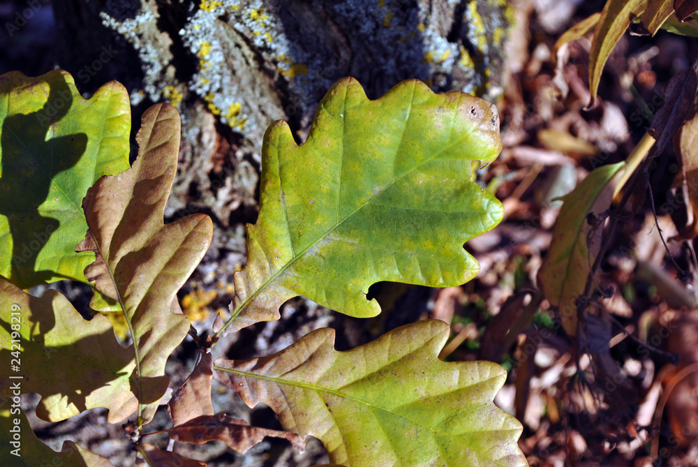 Green-yellow oak sprout top view, gray rotten grass and leaves background