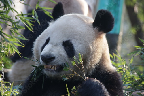 Giant Panda in Hangzhou Zoo,  Cheng Jiu, China photo