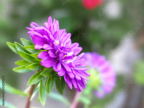 Callistephus chinensis, China aster, Annual aster flower in garden. Blurred background.