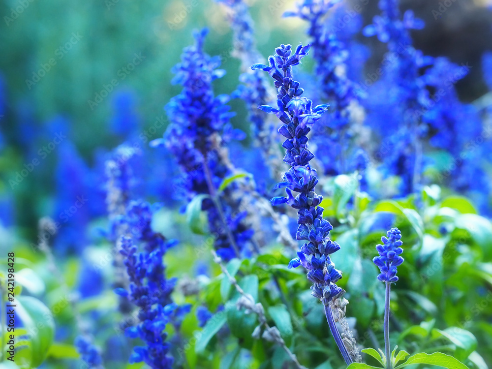 Blue salvia, blue sage flower, salvia farinacea, mealycup sage, mealy