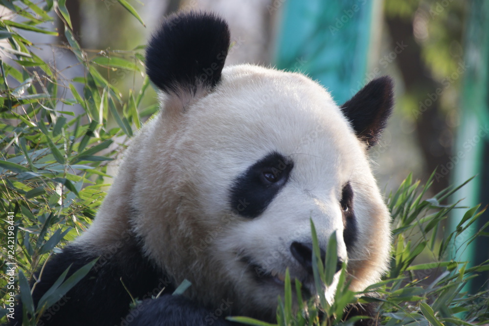 Fototapeta premium Sweet Smile of Giant Panda, China