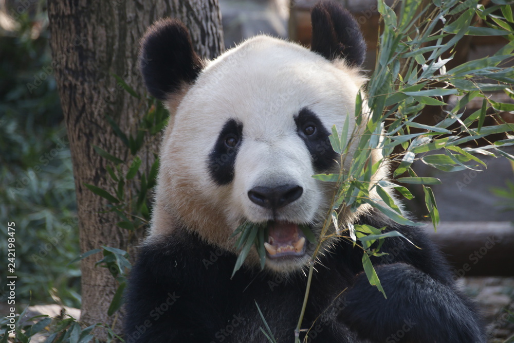 Obraz premium Funny Pose of Giant Panda While Eating Bamboo Leaves