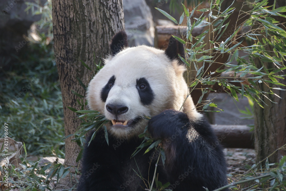 Funny Pose of Giant Panda While Eating Bamboo Leaves