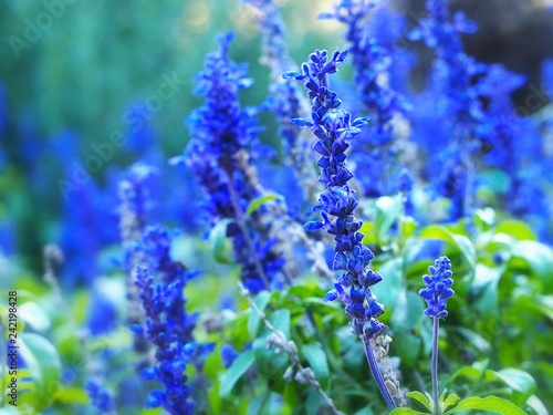 Blue salvia  blue sage flower  salvia farinacea  mealycup sage  mealy sage growing in garden
