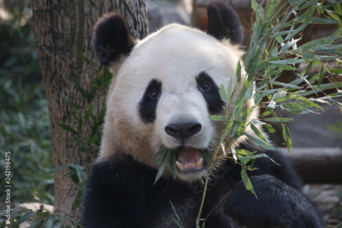 Fototapeta Naklejka Na Ścianę i Meble -  Funny Pose of Giant Panda While Eating Bamboo Leaves