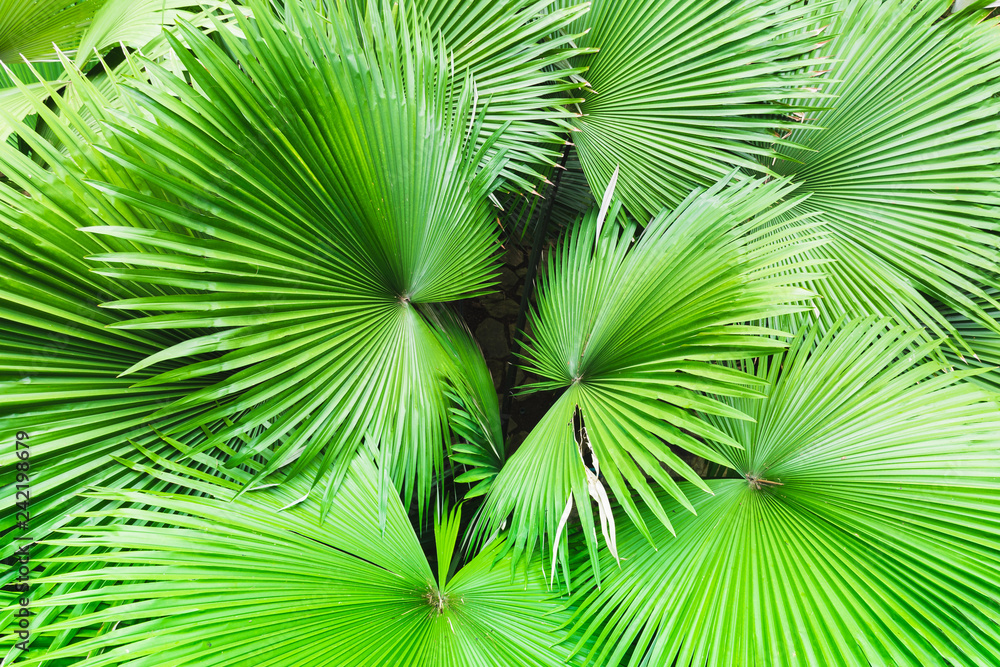 Fototapeta premium Top view on vivid green palm leaves growing in a park.