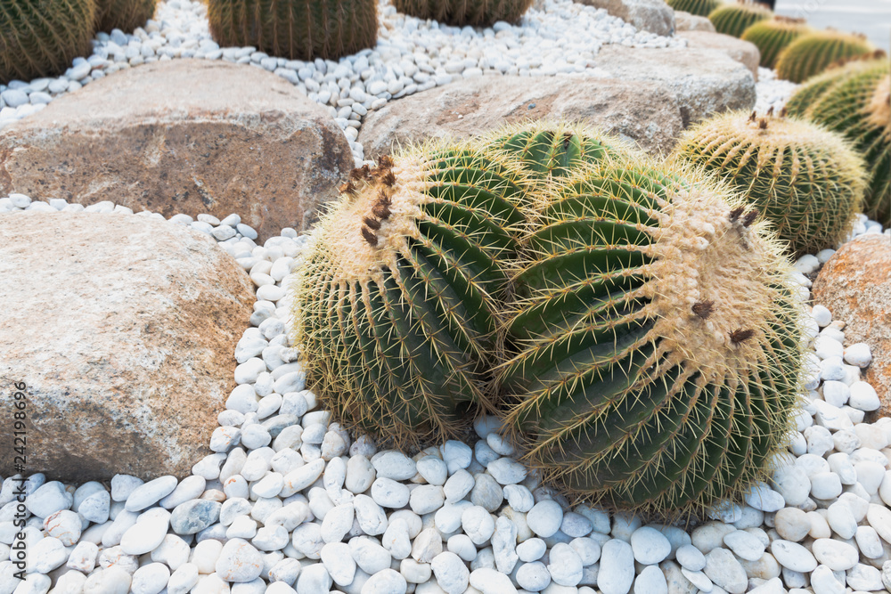 Close up on big round prickly cacti. Large cactus growing in a park decorated with pebbles. Close up on big round prickly cacti. Large cactus growing in a park decorated with pebbles.
