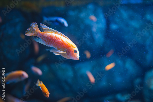 Colorful tropical fish swimming around the tropical island of Nusa Penida, Bali. A detailed view of the amazing underwater world. Fish in the background.