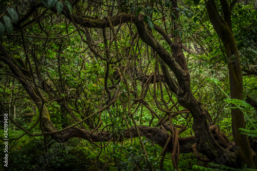 Rainforest landscape near the volcanic crater