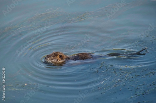 nutria in the water