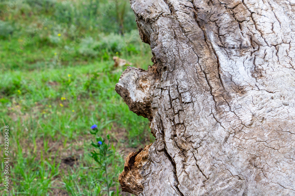 Close-up of a cracked dead tree trunk surface, wild field grass in the blurred background Close-up of a cracked dead tree trunk surface, wild field grass in the blurred background