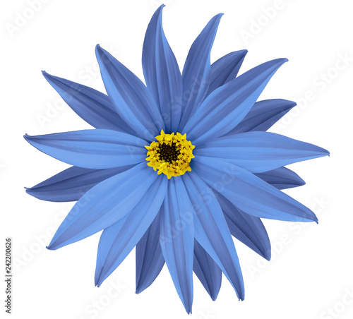 Garden blue flower, white isolated background with clipping path. Closeup. no shadows. view of the stars, for the design. Nature.