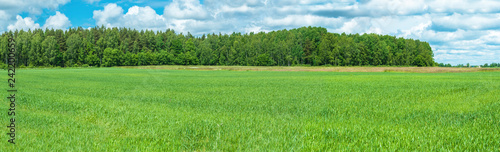  Panorama of green field and forest in spring.