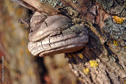 Fomes fomentarius (tinder fungus, false tinder fungus, hoof fungus, tinder conk, tinder polypore, ice man fungus) growing on chestnut trunk with rough bark background with yellow moss, side view