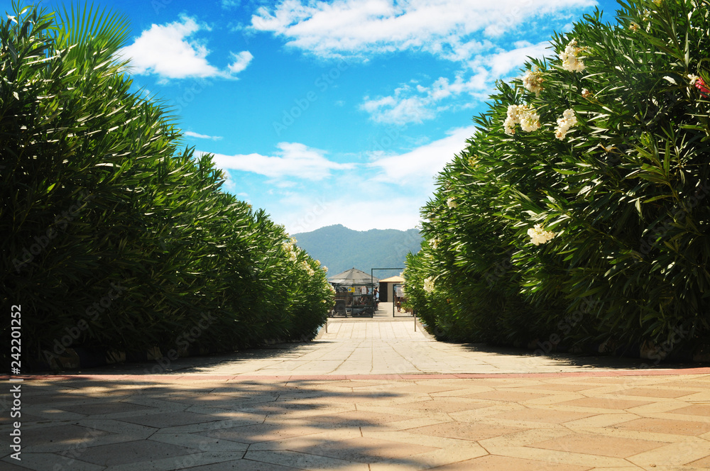 Obraz premium Beautiful alley of bushes against mountains with sky and clouds
