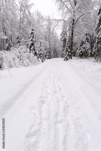 Snowy road through winter forest © ekim