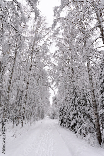 Fototapeta Naklejka Na Ścianę i Meble -  Snowy road through winter forest