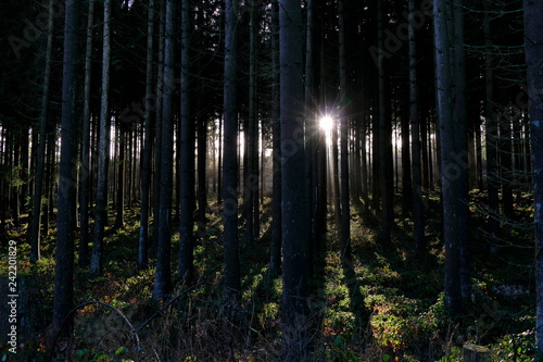 Sun setting behind fir trees, Solling, Germany