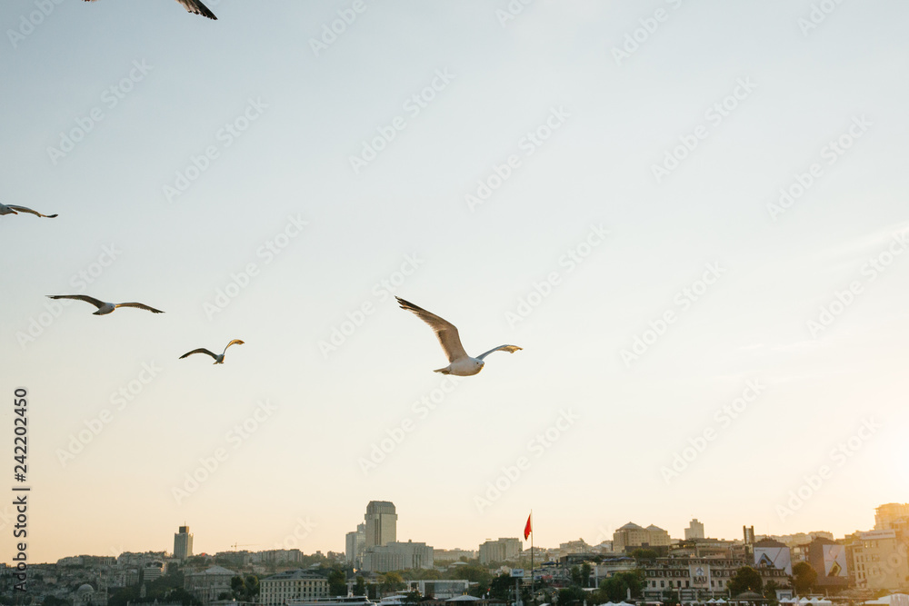 flock of seagulls over Istanbul during sunset