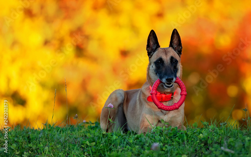 Adult Malinois with a red toy ring in the teeth