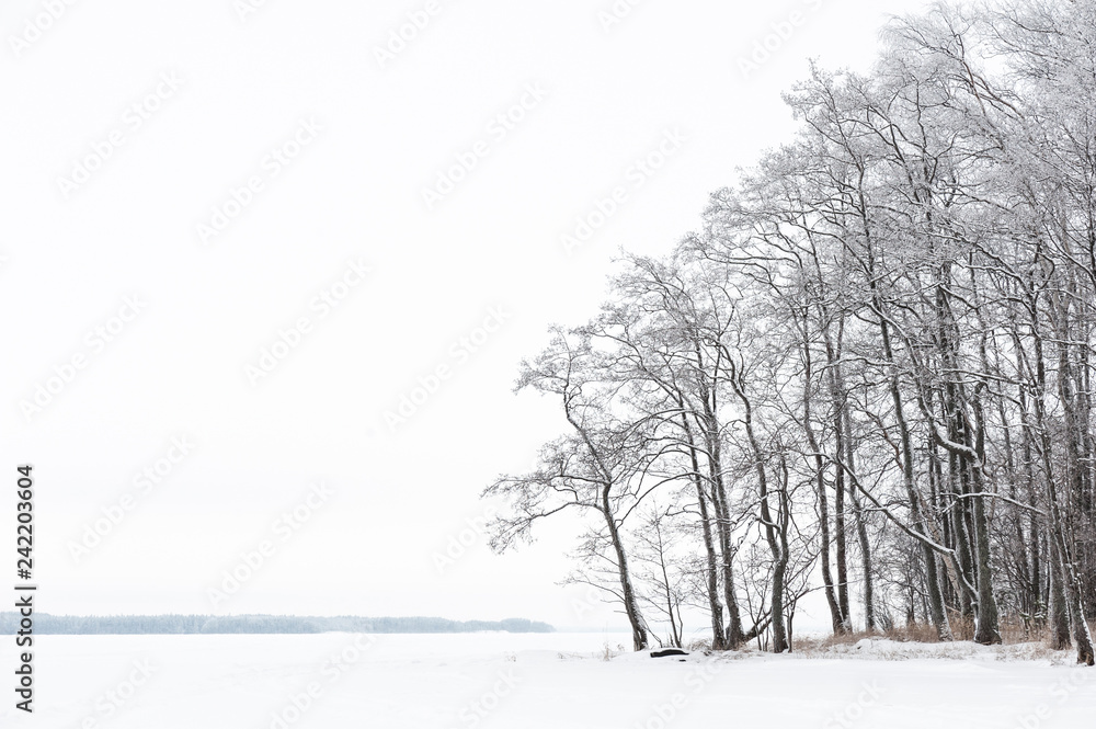 Fototapeta premium Winter landscape with alder trees