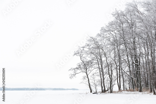 Winter landscape with alder trees © ekim