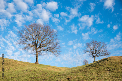 kahle Bäume auf dem Hügel, blauer Wolkenhimmel