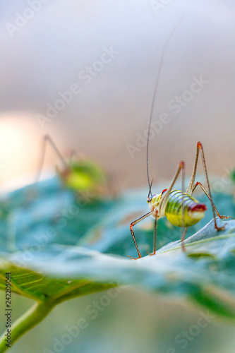 Close rear view of Poecilimon thoracicus, Phaneropteridae bush-cricket on a damaged lime tree leaf, blurred bush-cricket background photo