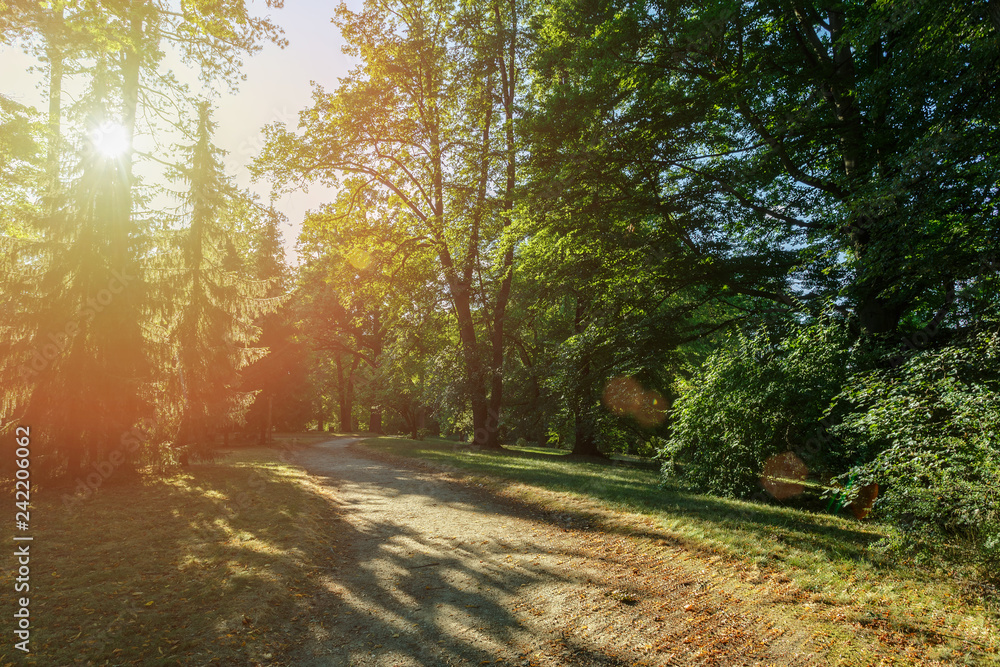 Fototapeta premium Late summer sunlight breaking through the trees at park, nature landscape