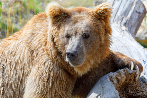 Himalayan brown bear (Ursus arctos isabellinus), also known as the Himalayan red bear, Isabelline bear or Dzu-Teh.
