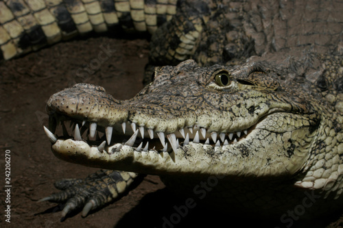 Nile Crocodile  with sharp teeth
