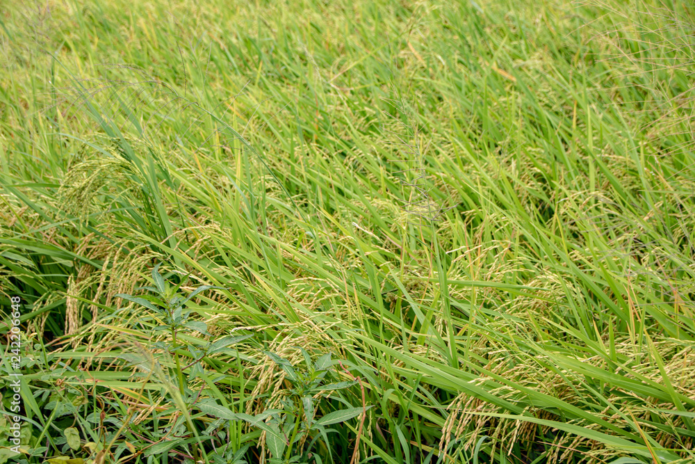 Rice field Rice field