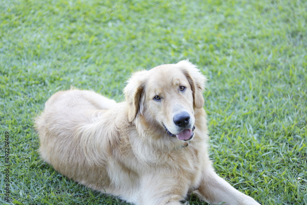 portrait of golden retriever portrait of golden retriever