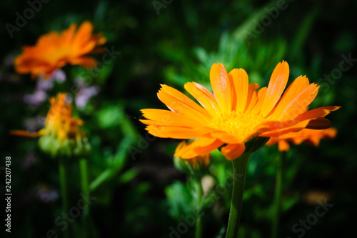 Calendula  Marigold . Colorful orange flower.