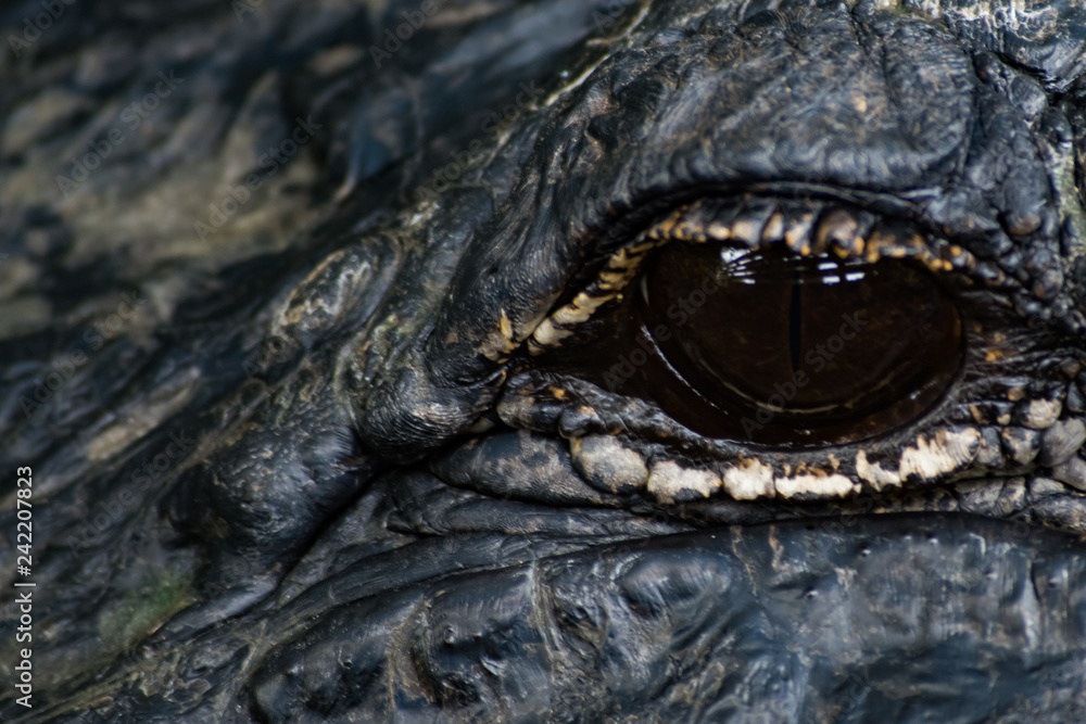 Fototapeta premium Eye of the Gator