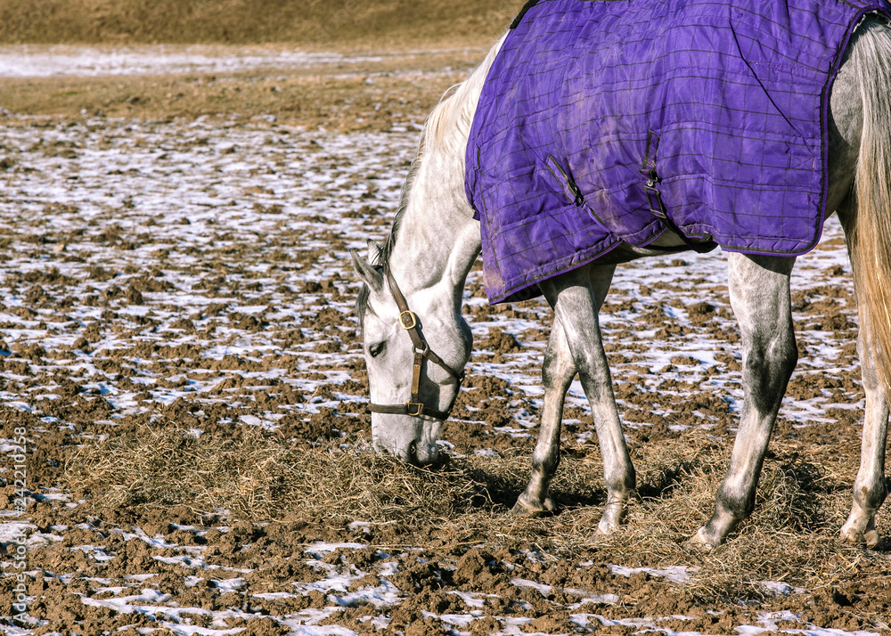 Φωτογραφία Clolse-up of a gray horse with a purple blanket eating hay in a field in the winter