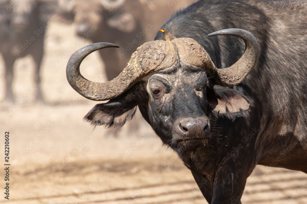 Obraz premium Büffel 7