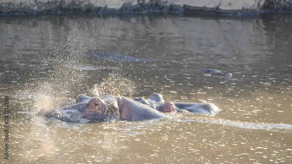 180p slow motion shot of two hippopotamus in the nyabogati hippo pool at serengeti national park in tanzania 180p slow motion shot of two hippopotamus in the nyabogati hippo pool at serengeti national park in tanzania