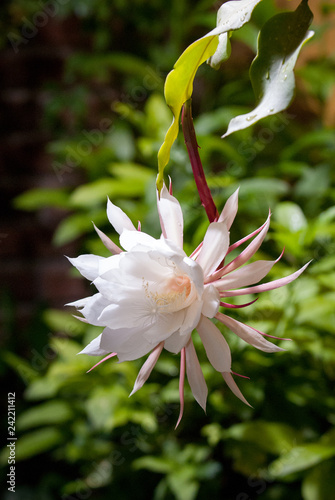 Queen of the Night, only blooms one night a year for several years and withers within hours