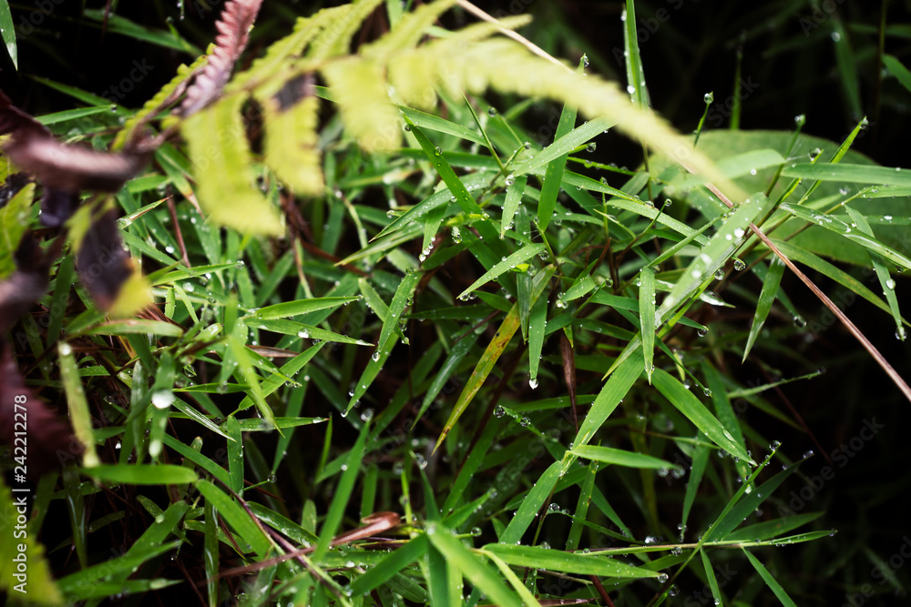 bamboo sprouts with dew drops bamboo sprouts with dew drops
