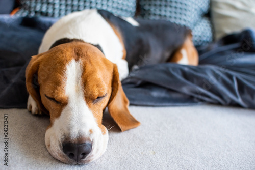 Beagle dog tired sleeps on a couch © Przemyslaw Iciak